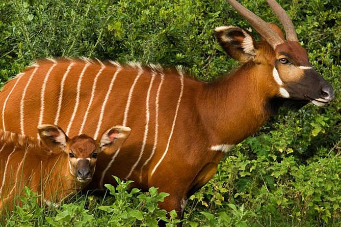 Overnight Safari To Aberdare National Park From Nairobi - Safari Itinerary