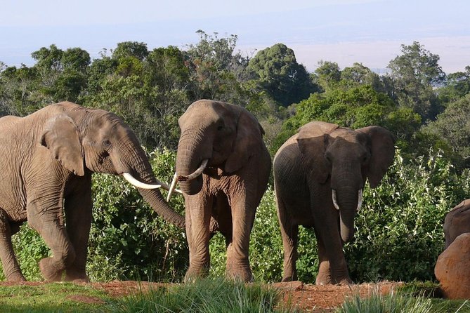 Overnight Safari To Aberdare National Park From Nairobi - Pricing and Lowest Price Guarantee