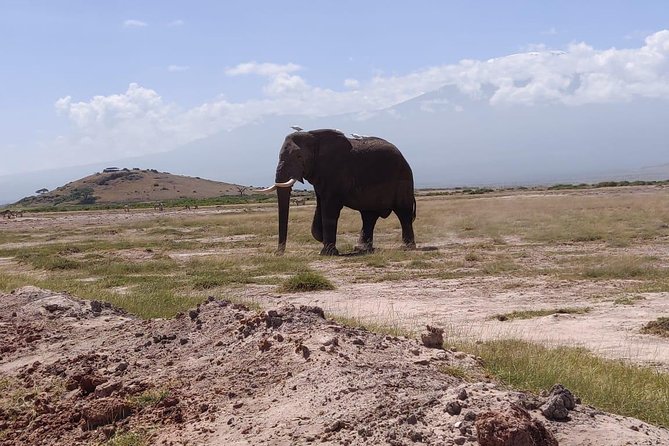 Overnight Safari to Amboseli National Park - Important Information for Participants