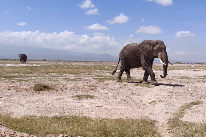 Overnight Safari to Amboseli National Park - Reviews and Testimonials