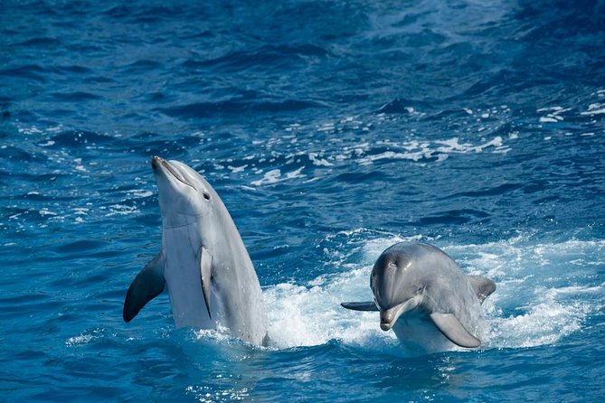 Overnight Snorkeling Trip at Satayh Dolphin Reef From Marsa Alam - Good To Know
