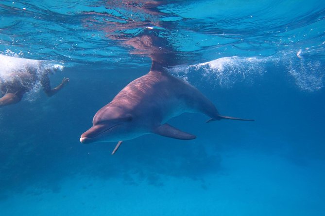 Overnight Snorkeling Trip at Satayh Dolphin Reef From Marsa Alam - Additional Information and Recommendations