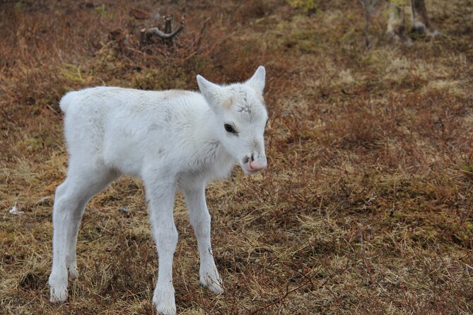 Overnight Stay in Lavvu and Reindeer Feeding - Traveler Requirements and Accessibility