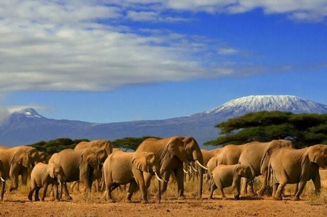 Overnight Tour in Amboseli National Park From Nairobi - Accommodation and Meals