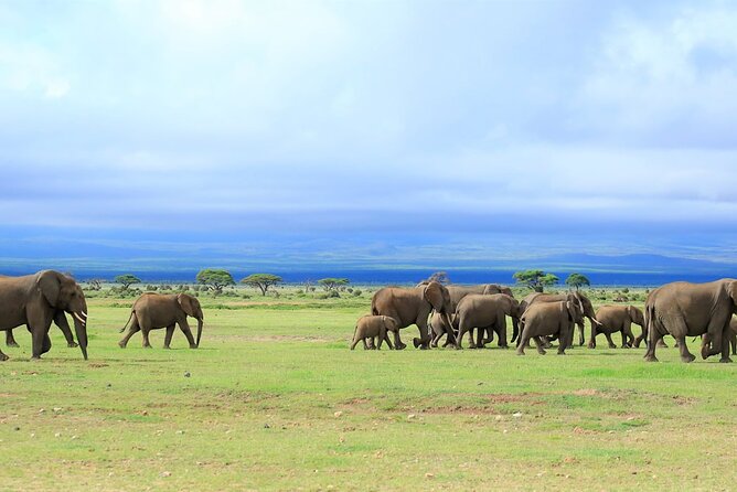 Overnight Tour in Amboseli National Park From Nairobi - Additional Tour Information