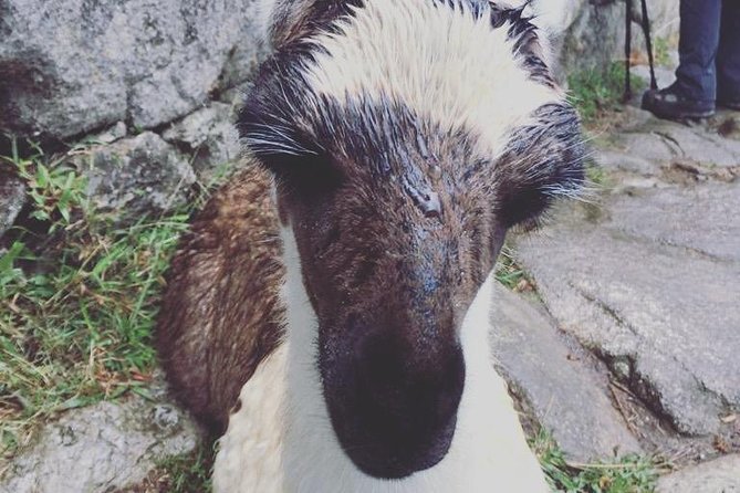 Overnight Tour: Machu Picchu by Train From Cusco - Included Amenities