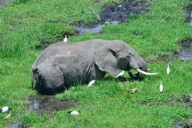 Overnight Tour to Amboseli National Park - Good To Know