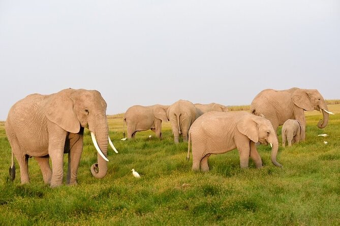 Overnight Tour to Amboseli National Park - Safety and Guidelines