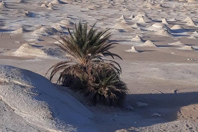 Overnight Tour to Baharyia Oasis( Black&White Desert With the Crystal Mountain) - Good To Know
