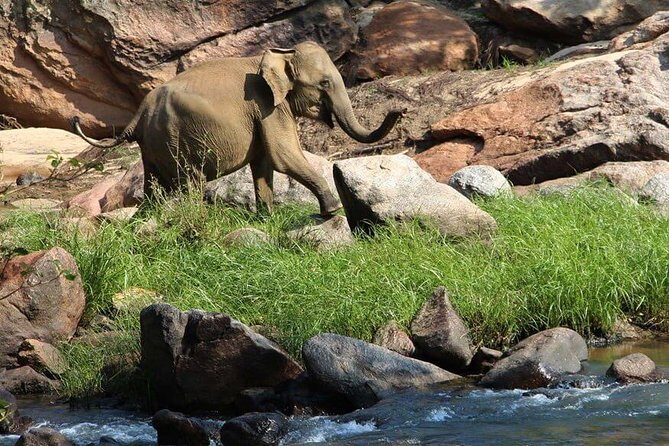 Overnight tour to Gal Oya National Park with Free Transfers to Next Destination - Good To Know