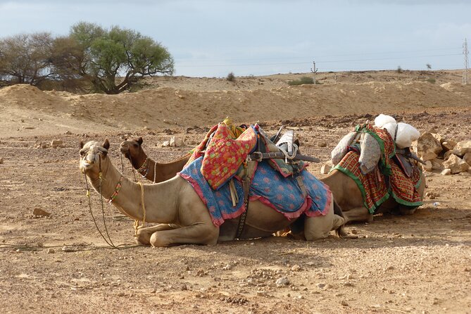 Overnight Wild Camping Desert Safari - Sunset Safari Adventure