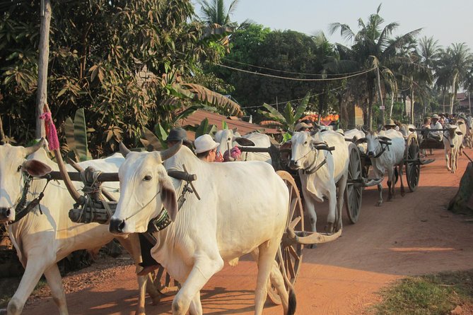 Ox-cart Culture Tour, Countryside Experince in Siem Reap - Accessibility and Recommendations