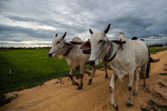 Ox Cart Ride of Rural Cambodia - Cultural Immersion Through Local Transportation