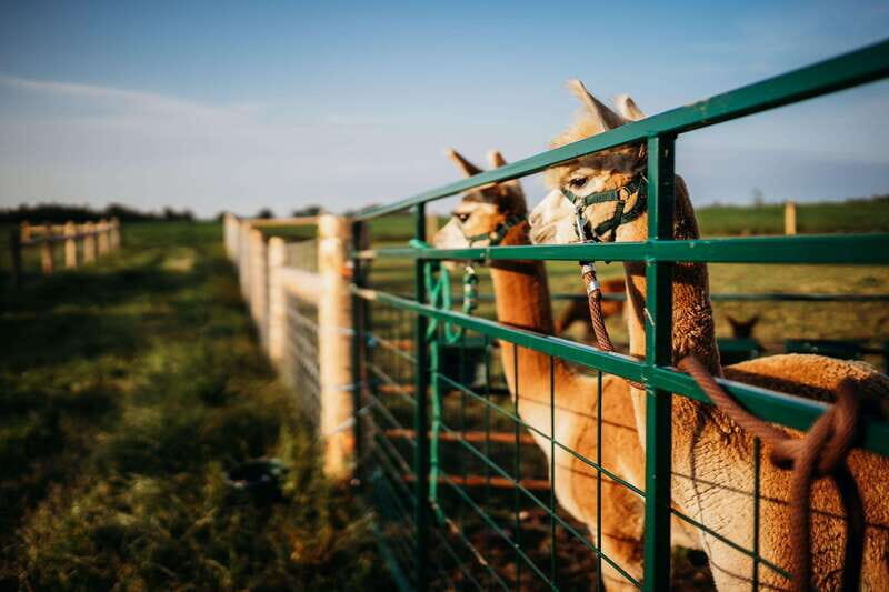 Oxford County, ON: Alpaca Farm Walk & Learning Experience - Discover the Charm of Oxford County’s Alpaca Farm Walk & Learning Experience