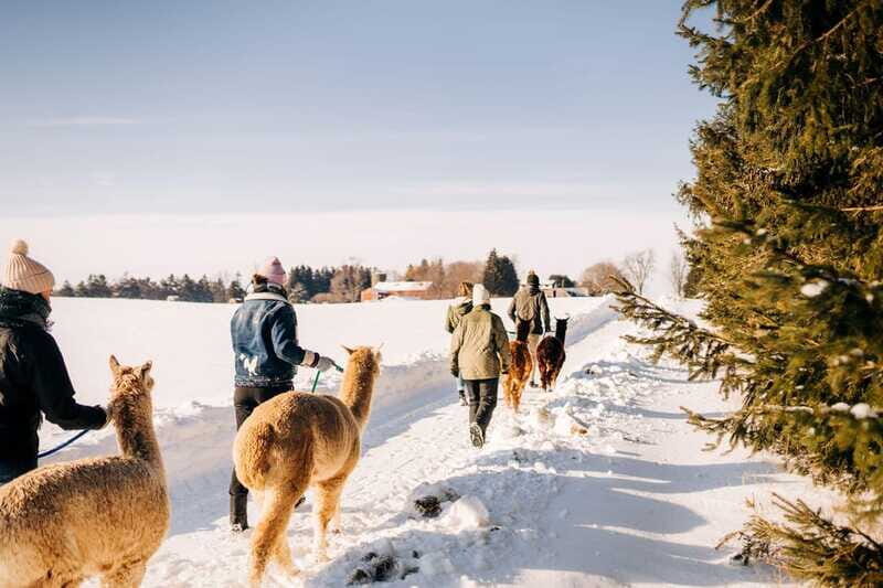 Oxford County, ON: Alpaca Farm Walk & Learning Experience - The Sum Up