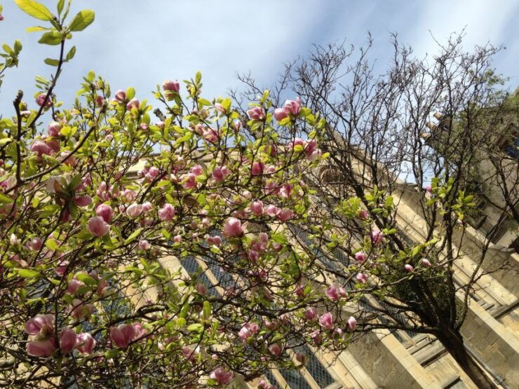 Oxford: Morse/Lewis and Endeavour Walking Tour - Experience Highlights