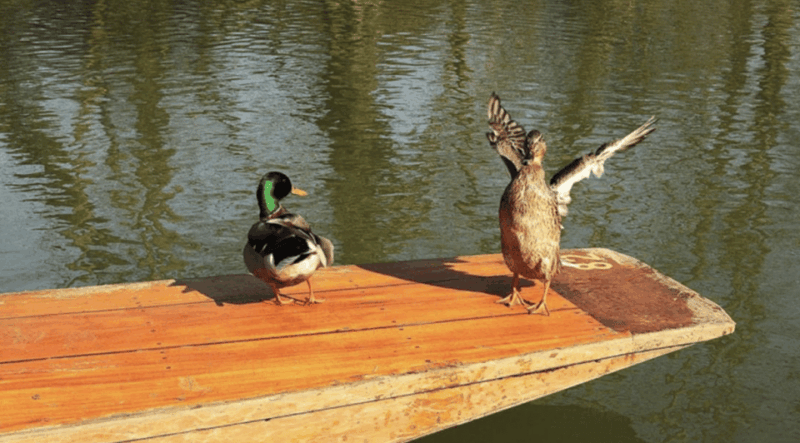Oxford : Private Punt Tour - Who is This Tour Best For?