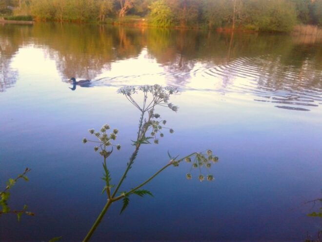 Oxford: River Cruise and Walking Tour to Iffley Village - Inclusions
