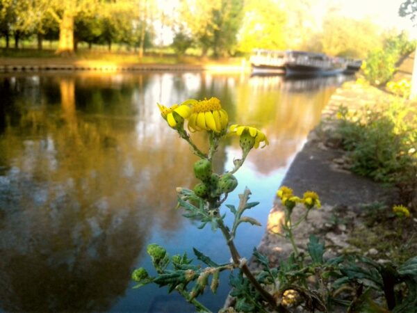 Oxford: River Cruise and Walking Tour to Iffley Village - Common Questions