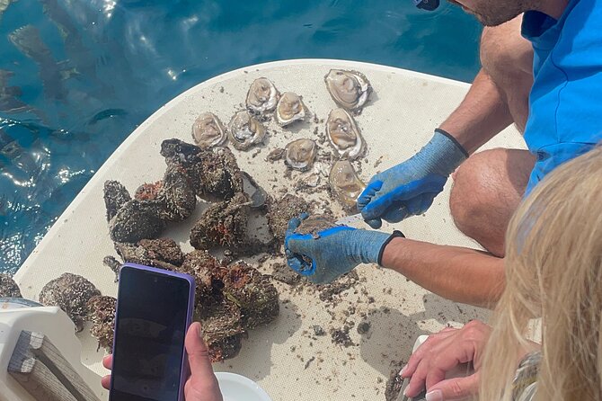 Oyster and Wine Tour - The Sum Up