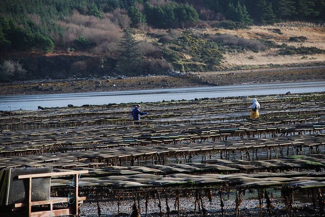 Oyster Farm and Tasting Experience - Inclusions and Meeting Point