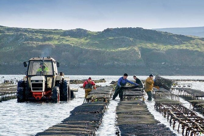 Oyster Farm and Tasting Experience - Meeting and Pickup Details