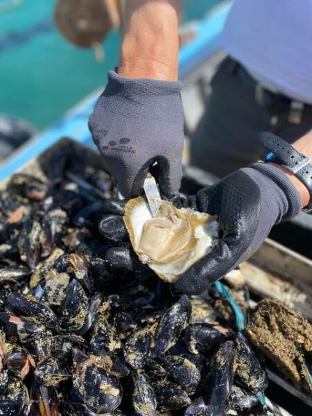 Oyster Farm Experience-Private Day Trip From Dubrovnik - Transport and Inclusions