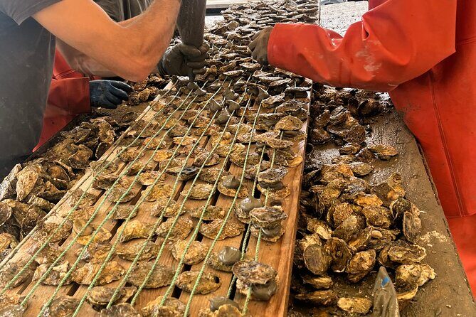 Oyster Farm, Ston and Winery Tour - Good To Know