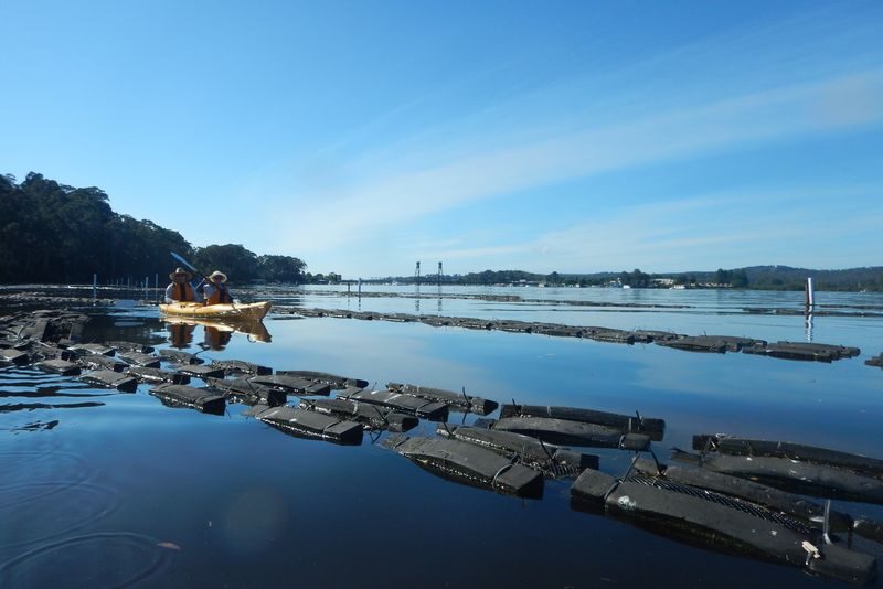 Oyster Tasting Kayaking in Batemans Bay - A kayak tour with an oyster-farm purpose
