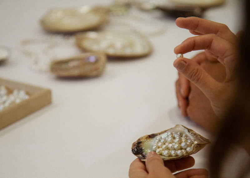 Oysters and Pearl Lovers Tour - Cruise to the Hawkesbury oyster lease