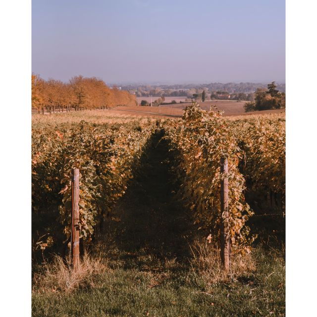 Ozzano Emilia: Guided Cellar Walking Tour With Wine Tasting - Multilingual Guides and Accessibility Information