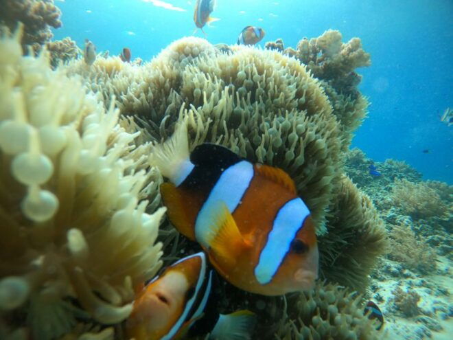 Ozzy Snorkeling 3 Islands - Instructor Guidance