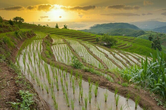 Pa Bong Piang Rice Terraces and Doi Inthanon Seasonal Day Tour - Value and Overall Impression