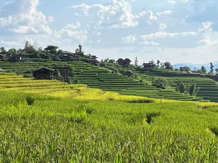 Pa Pong Piang Rice Terraces & Doi Inthanon National Park - Itinerary & Experience