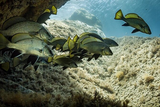 Package of 2 Double Dives in the Capo Carbonara Marine Protected Area - Good To Know