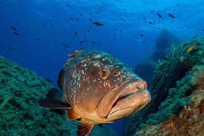 Package of 4 Double Dives in the Capo Carbonara Marine Protected Area - Equipment and Gear Provided
