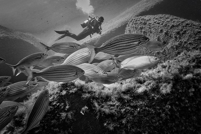 Package of 6 Single Dives to the Capo Carbonara Marine Protected Area - Dive Sites in Capo Carbonara