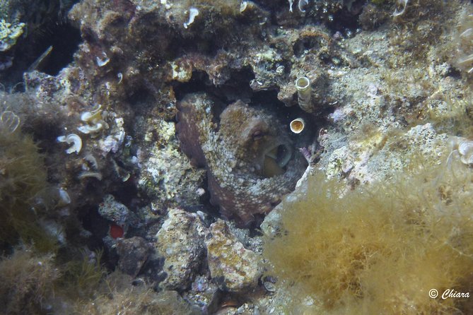 Package of 8 Single Dives in the Capo Carbonara Marine Protected Area - Good To Know