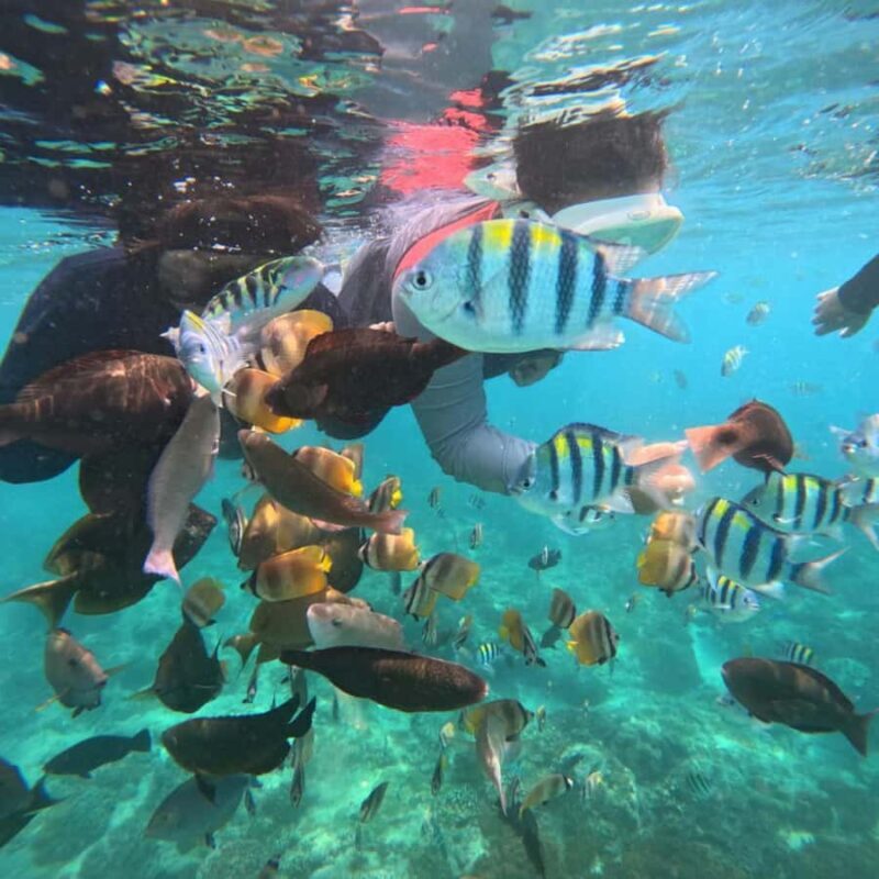 Padang Bai: Blue Lagoon Snorkeling Tour, Lunch & Transfer - Who Is This Tour Best For?
