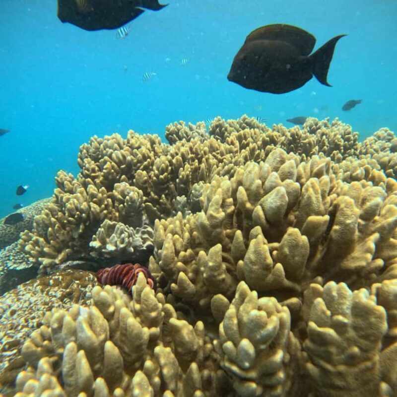 Padang Bai: Blue Lagoon Snorkeling Tour, Lunch & Transfer - Good To Know  