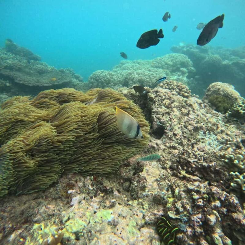 Padang Bai: Blue Lagoon Snorkeling Tour, Lunch & Transfer - In-depth Look at the Experience