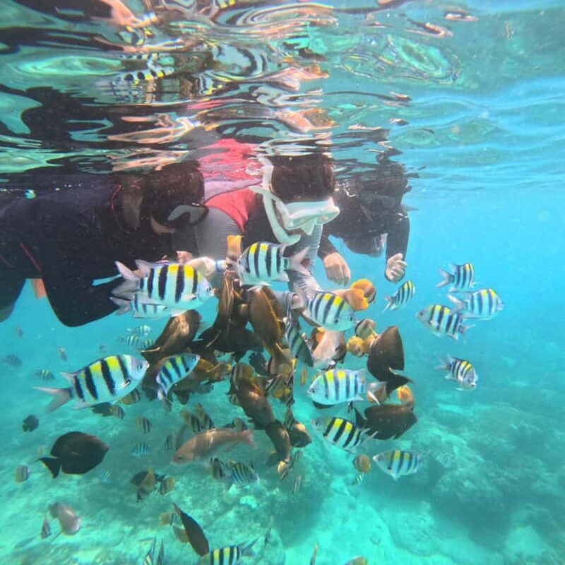 Padang Bai: Blue Lagoon Snorkeling Tour, Lunch & Transfer - Final Thoughts