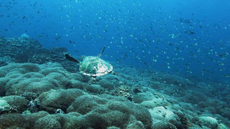 Padang West Sumatra: Hoping Island Full Day Tour - Pricing & Value