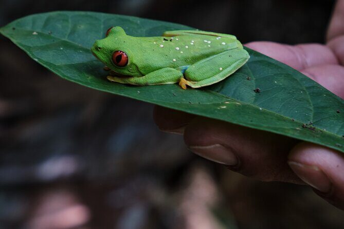 Paddle Board Adventure in a Tropical Paradise - Good To Know