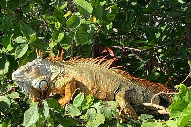 Paddle Boarding Activity to Peanut Island - Practical Details