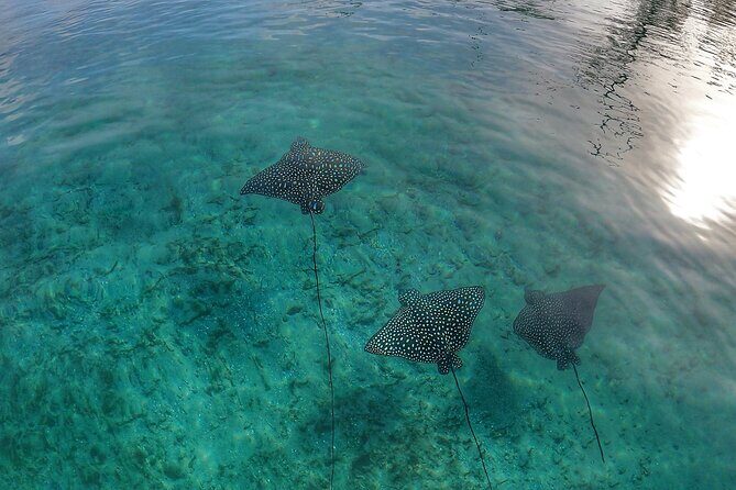 Paddle Boarding Activity to Peanut Island - Who Will Love This Tour?