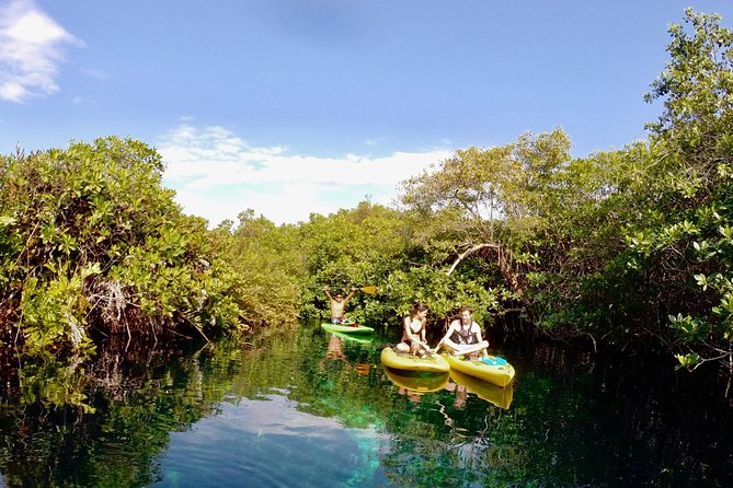 Paddleboard Cenote Tour - Reviews and Ratings