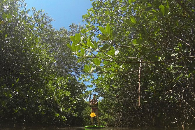 Paddleboard Cenote Tour - Directions