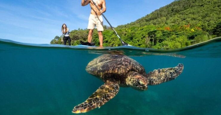 PaddleBoard & Kayak on Great Barrier Reef : Fitzroy Island - Activity Details