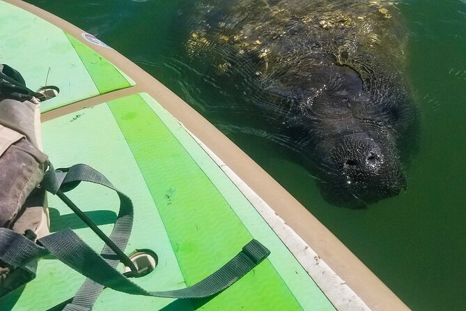 Paddleboard Tour Through Lido Mangrove Tunnels - Meeting and Pickup